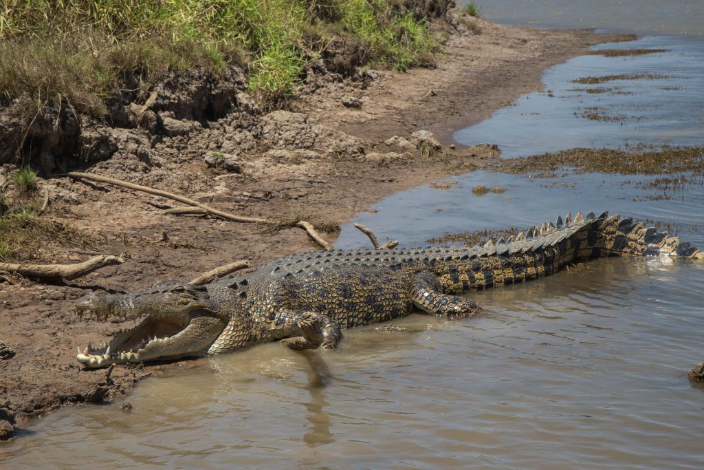 Wildlands Wetlands Safari Cruises provide guided airboat tours and river cruises at Corroboree Billabong. Whether you are gliding across the wetlands on an airboat or cruising on a boat through the waterways lined with lotus flowers and water lilies, this is a part of the Northern Territory that you do not want to miss.