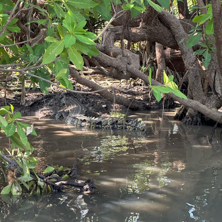 3 Day Kakadu Adventure Accommodated / 4WD Kakadu Adventure - Accommodated-Accommodated/4WD-Kakadu-Adventure Witness the wildlife along the cruise