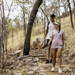 Nitmiluk National Park covers a vast area of escarpment country, including 13 gorges along the Katherine River carved from the ancient sandstone country. Located only 60km north of Katherine is Edith Falls, a breath-taking series of popular waterfalls and pools in Nitmiluk National Park.