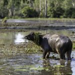 Wildlife in the Mary River wetlands, including saltwater crocodiles and birdlife, seen during a guided Wildlands Safari tour