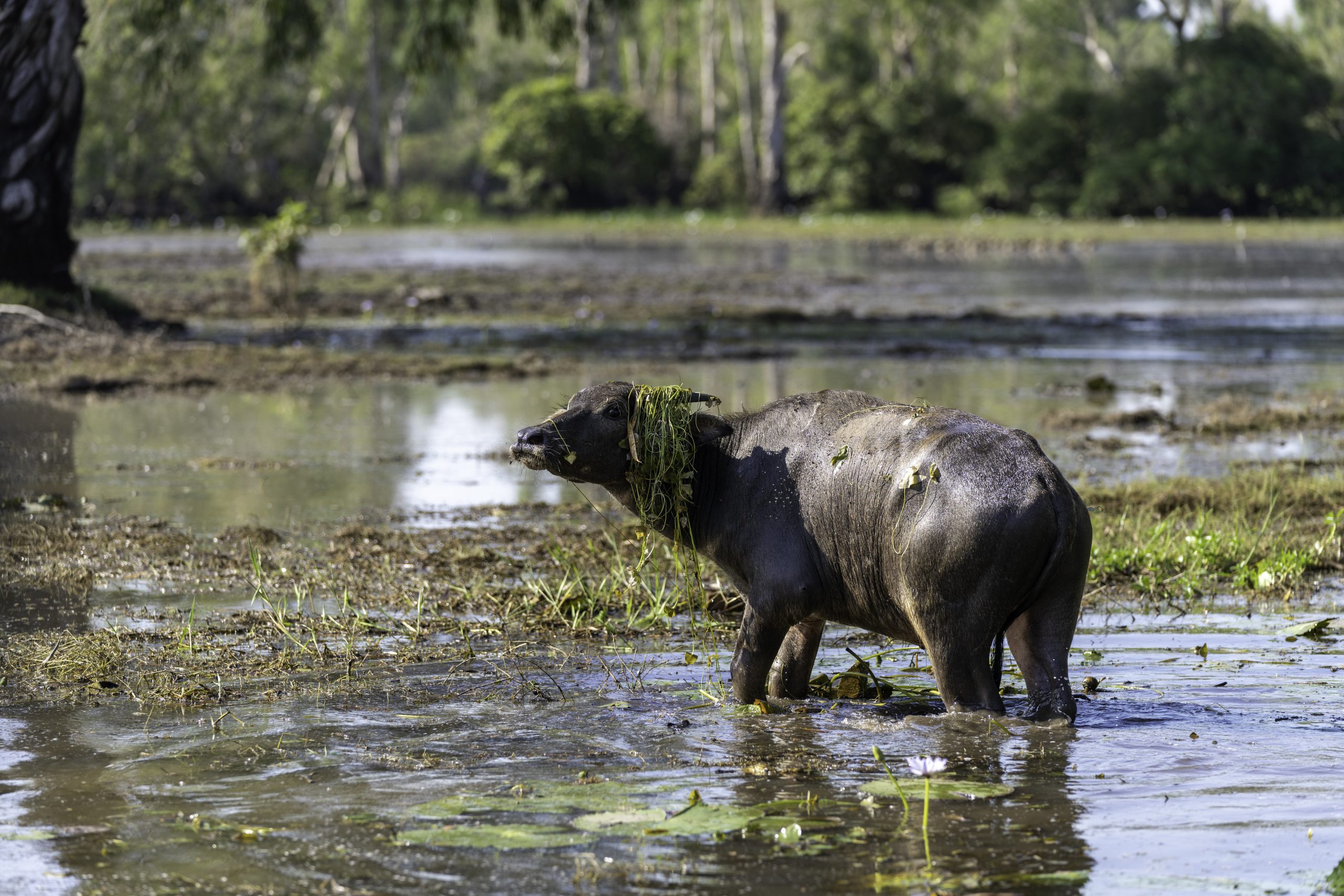 Explore Top End Wildlife: Amazing Animals in Kakadu & Litchfield